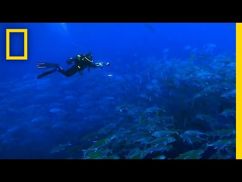 The Global Partnership for Oceans | National Geographic