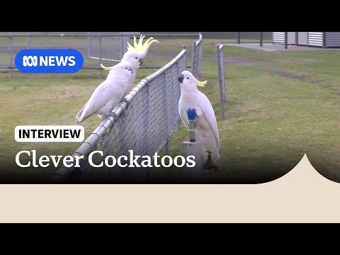 Sydney cockatoos learn how to use public drinking fountains | ABC NEWS