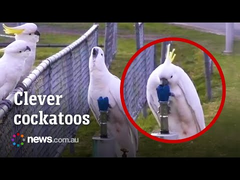 Smart cockatoos use their beaks and claws to drink from water fountain