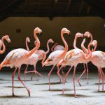 Unveiling Spain’s Treasures: From Flamingo Havens to Ancient Art Sanctuaries