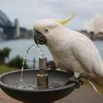 Sydney’s Genius Cockatoos Are Now Operating Public Fountains—And Scientists Are Stunned