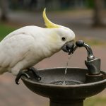 Smart Cockatoos Stun Scientists: Sydney Birds Master Drinking Fountains in Urban Survival Twist