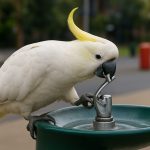 Cockatoos Outsmart Cities: Sydney’s Clever Parrots Unlock Public Drinking Fountains in Stunning New Study